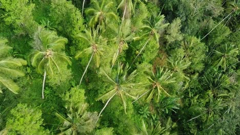 Aerial-view-of-a-lush-palm-forest